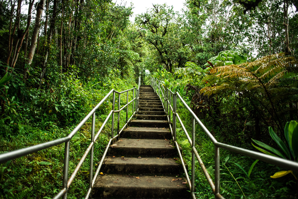 ﻿Staircase leading up through Hawaii forest
