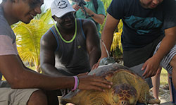 Students handle giant turtle