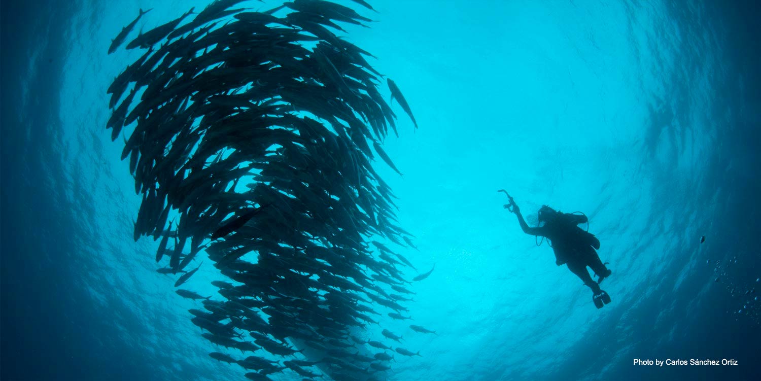 Photographer in ocean taking picture of school of fish