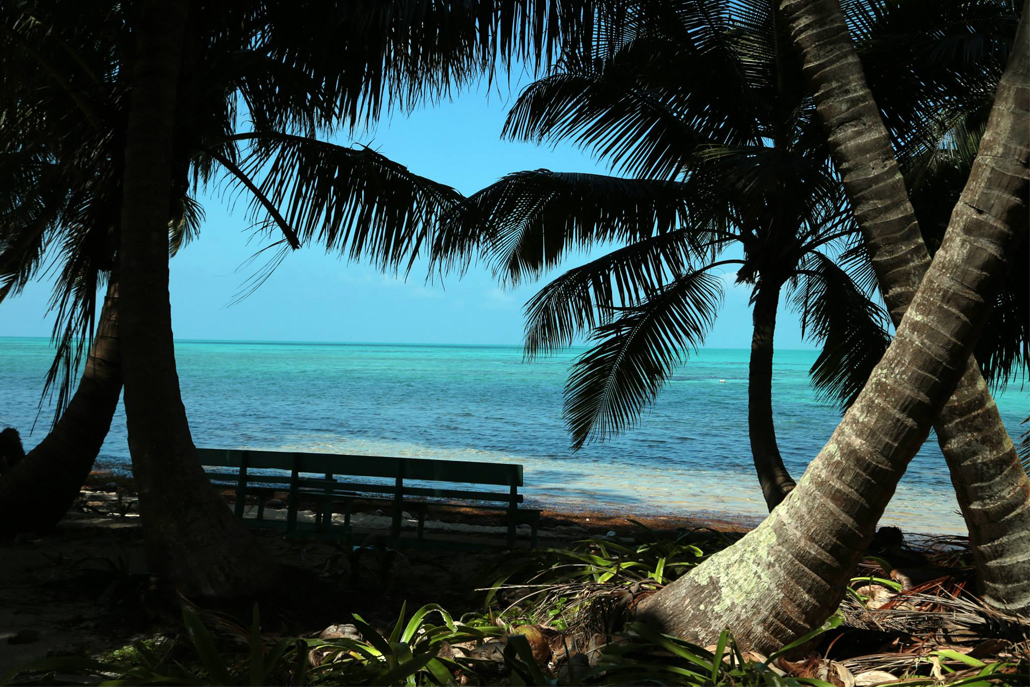 Palm trees and wooden bench on shore of ocean