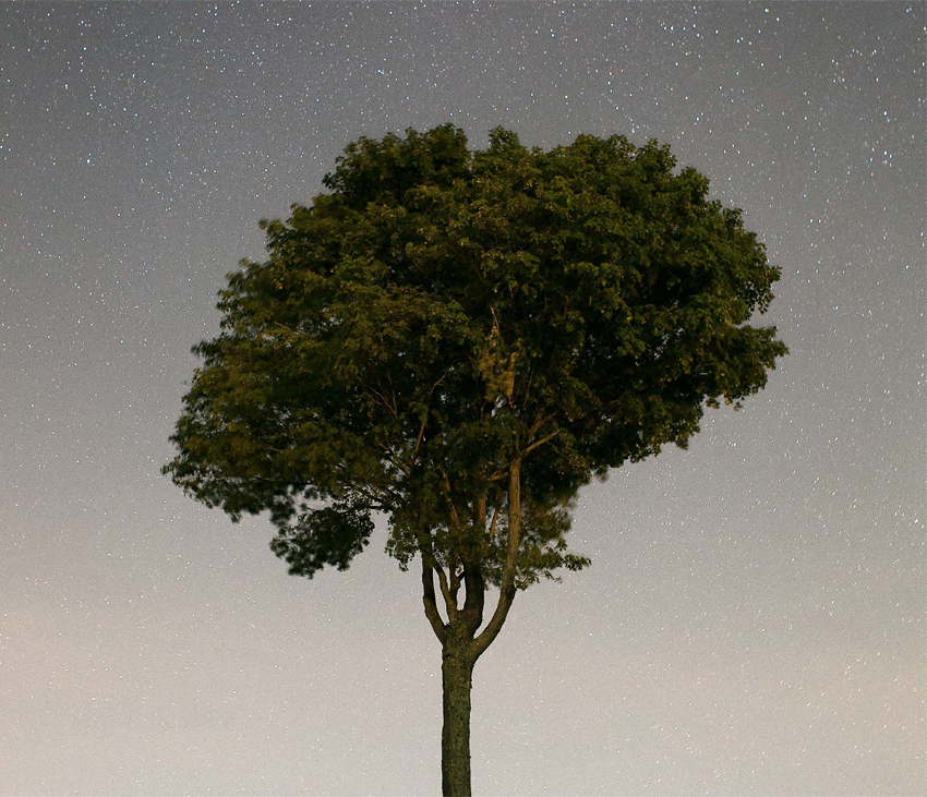 Single tree with starry sky in background