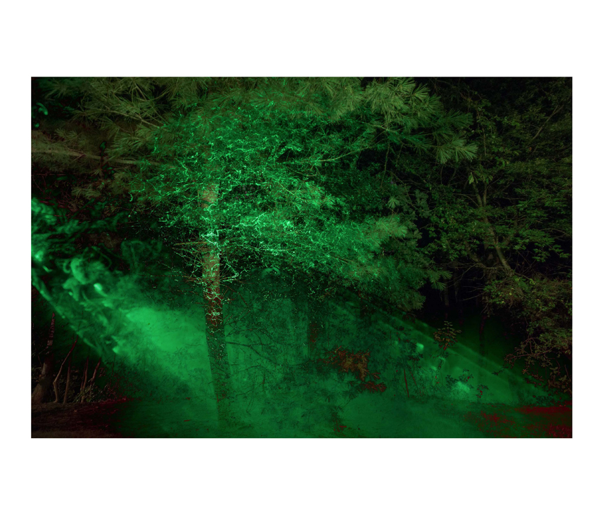 Forest with green lights and fog across trees