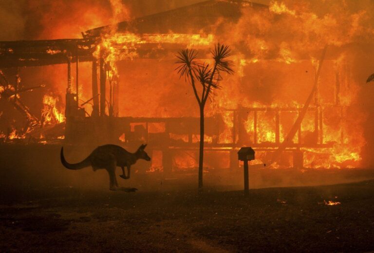 International Community Gathers Together to Aid Victims of Australia Bushfires – Here’s How You Can Help