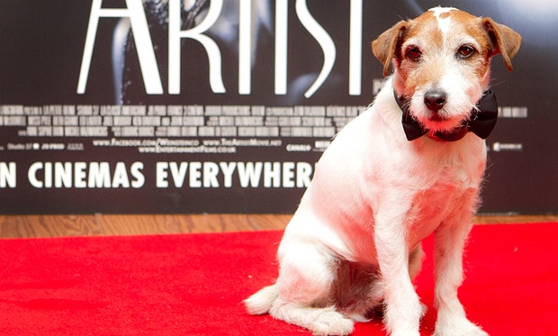 Uggie the Dog on the red carpet