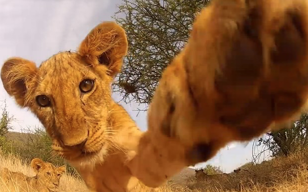 3 Filmmaking Lessons from Animals with GoPros
