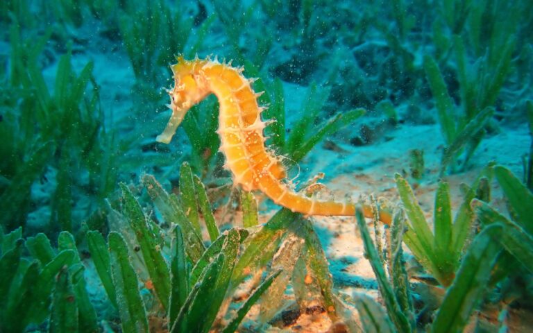 5 Tips For Taking Amazing Underwater Photography