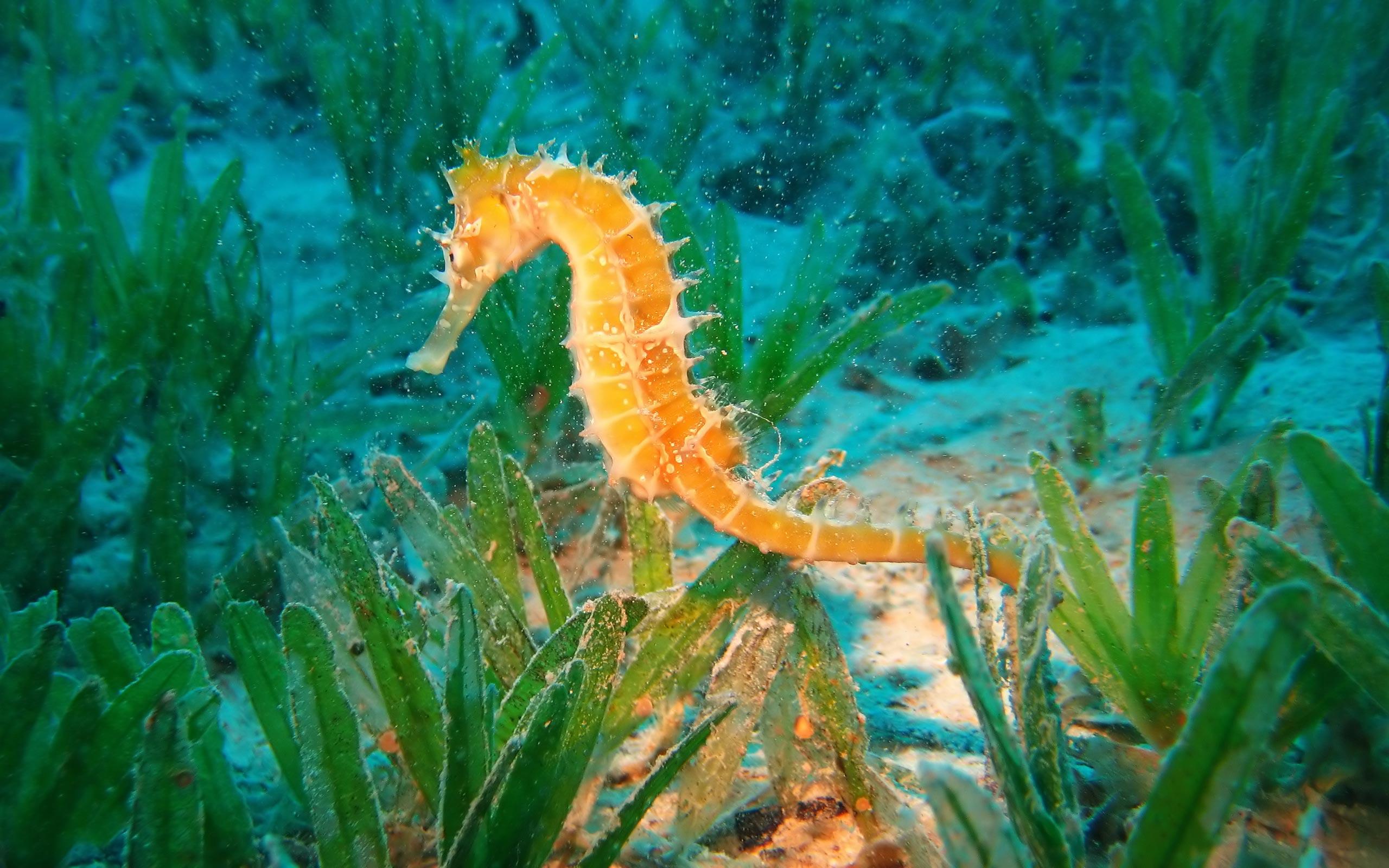 Underwater Photography Sea Horse