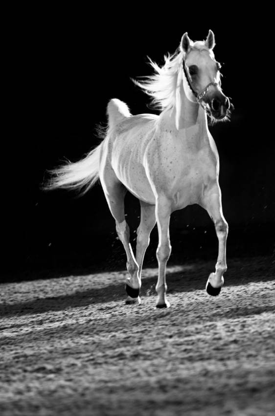 Aisha Qatar White Horse