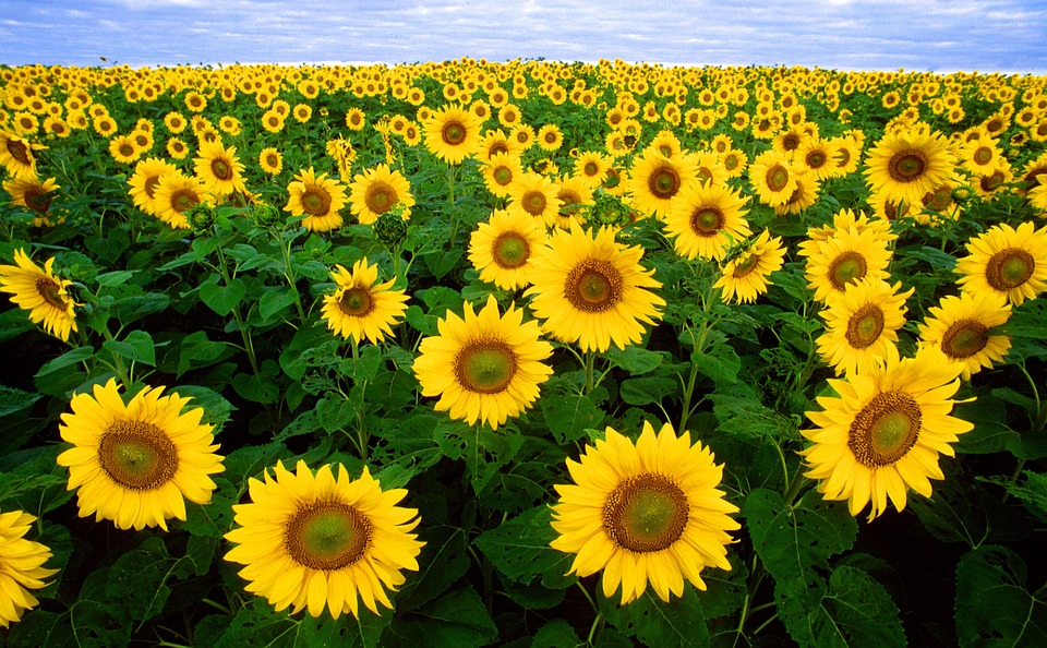 sunflower-11574_960_720
