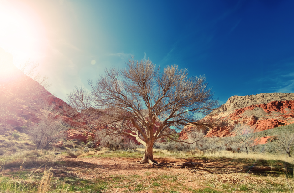 uv filter used in tree photo