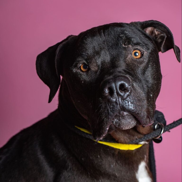 New York Film Academy (NYFA) Photography Students Photograph Animals at East Valley Animal Shelter